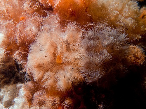 Wismar Bight, Mecklenburg-Vorpommern, Baltic Sea
Symbiotic community of plumose anemone (Metridium senile) on a shipwreck&#39;s hull; actinaria, anthozoa,biocoenosis, Baltic Sea, symbiosis, sea anemone, hexocorallia, plumose anemone, underwater, underwater photo, wreck, shipwreck<br />
Meer/Ozean, Ästuar/Lagune/Fjord, Fauna - Wirbellose, Biota - marin, Geographie - Gemäßigt
© Wolf Wichmann